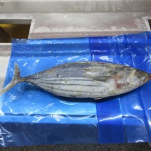 Seafood Frozen Cooked Skipjack Tuna