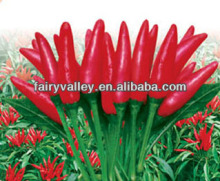 Sky King Star No. 3 -Hybrid Red Pod Pepper Seeds/Cluster Pepper Seeds/Tabasco Pepper Seeds/Facing Heaven Pepper/Hot Chili Seeds