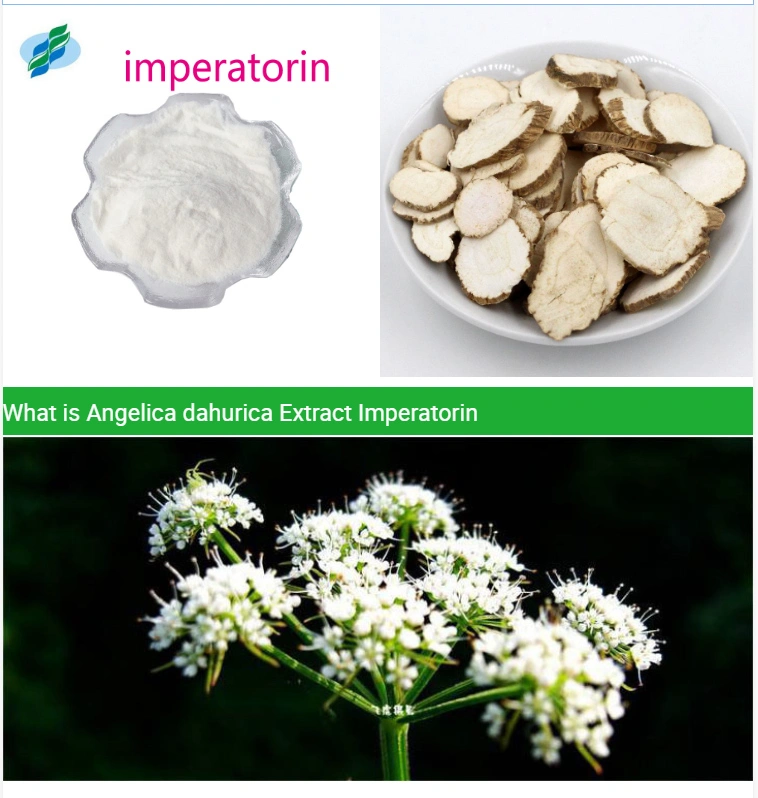 Top Quality Plant Extract 1% 98% Imperatorin Powder