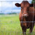 Recinto dell&#39;azienda agricola del campo dei cervi del rotolo della rete metallica