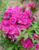 Sweet William flowers, Supply Latest Dianthus barbatus flower seeds for planting