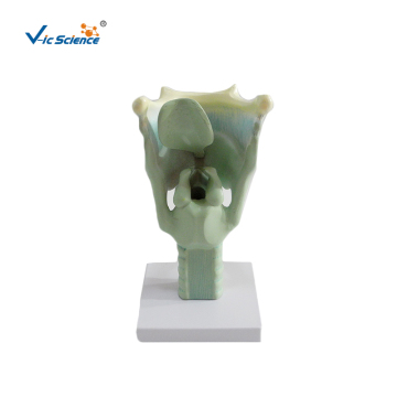 Laryngeal cartilage display model