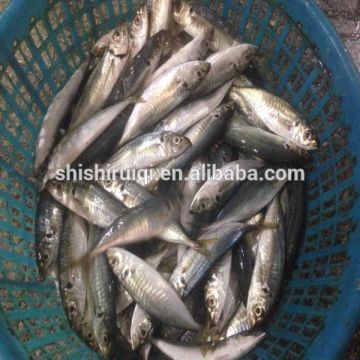 Blue mackerel scad round scad mackerel for market selling
