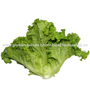 Green Coral Lettuce