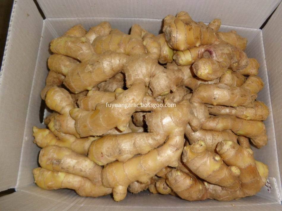 Air Dried Ginger25