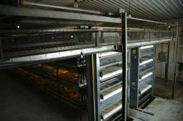 Automatic hen coop