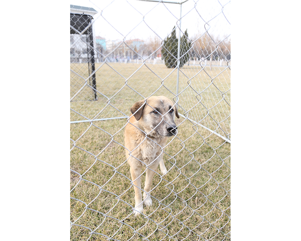 Canile da esterno in metallo Outdoor Metal Dog Kennel