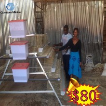 Professional 4 tires 128 birds egg layer chicken breeds