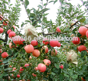 Fruit protection bag