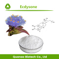 Cyanotis Arachnoidea Extrait Ecdysterone 80%-98% Poudre