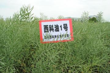 High quality Rapeseed Natural Rape seed