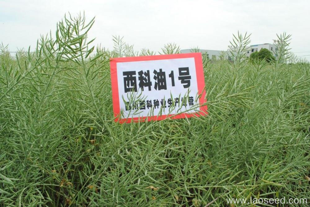 High-quality Rapeseed Natural Rape seed