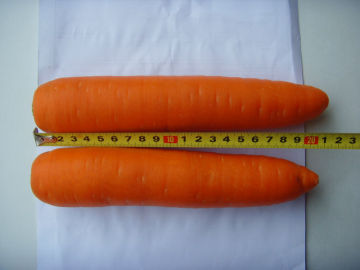 fresh carrot,fresh vegetable