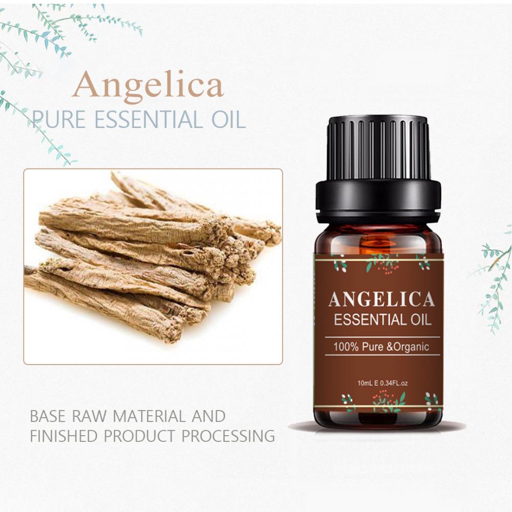 Angelica Aroma Perfume Fragrância Bulk Pure Essential Oil