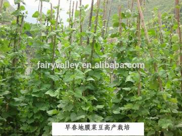 2014 Newest Vegetable Seeds French Bea Red Bea Kidney Bean Pea Bean Seeds For Growing
