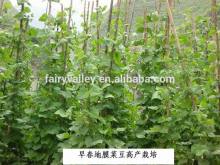 2014 Newest Vegetable Seeds French Bea Red Bea Kidney Bean Pea Bean Seeds For Growing