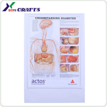 2015 3D Embossed Human Anatomy Charts