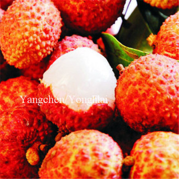 frozen halal food canned lychee