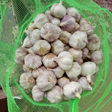 The cheapest and The smallest of garlic