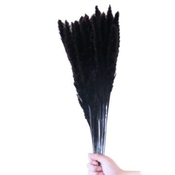 Black Pampas Grass Dried Flowers 60 cm for Vase Decor