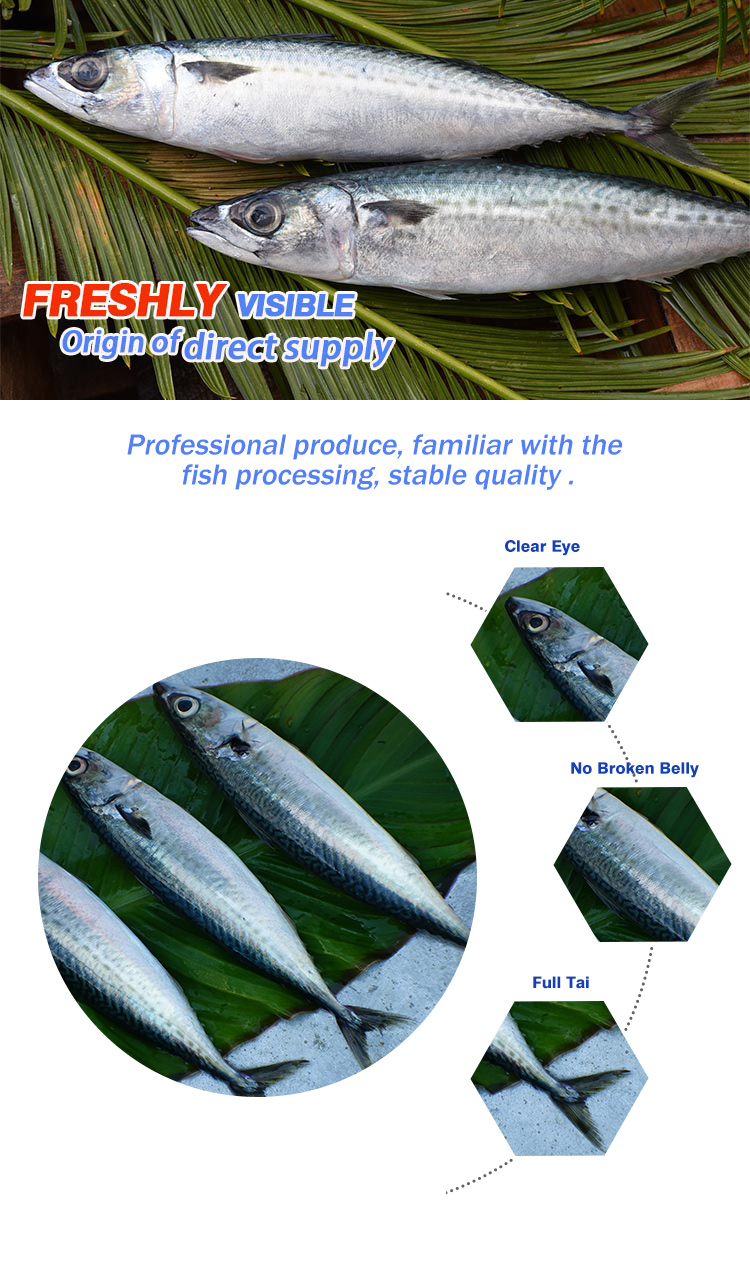 High Quality Frozen Mackerel Flaps Fish Oem Scomber Japonicus Seafish Pacific Price 150-200 200-300G For Sale Pcs Size