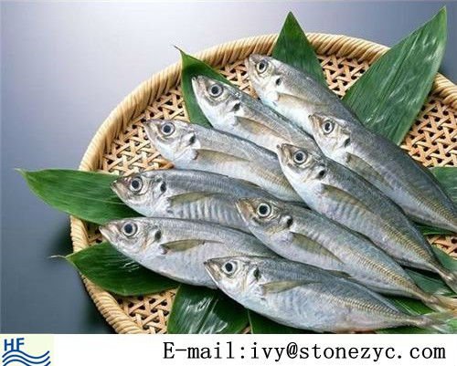 FIRST CLASS FROZEN AND FRESH Horse Mackerel fish