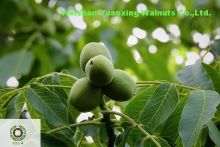 Walnut Kernels Light Quarters with high quality