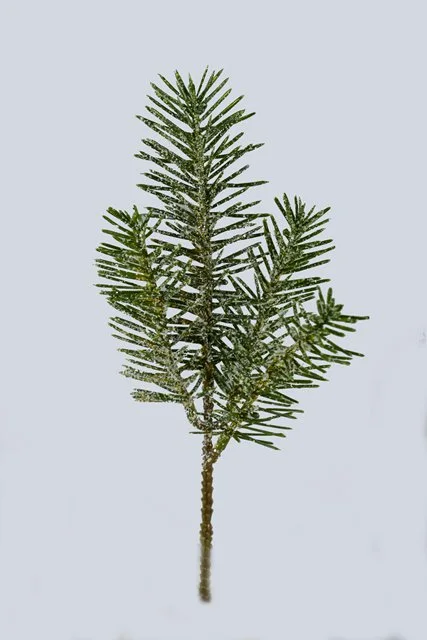 Plastic Nordmann Fir Pick Artificial Plant for Christmas Decoration (48779)