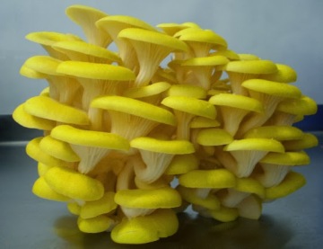 Organic Fresh Grey Oyster Mushroom/gold yellow oyster mushroom