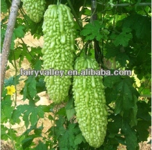 Bitter gourd seeds Bitter squash seeds For Planting