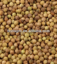 crop coriander seeds