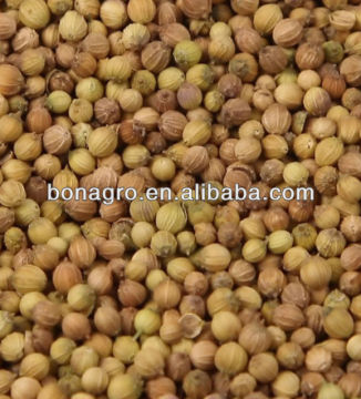 crop coriander seeds