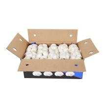 Carton Packing Fresh Normal White Garlic
