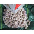 اشترِ Fresh Garlic 2020 Garlic