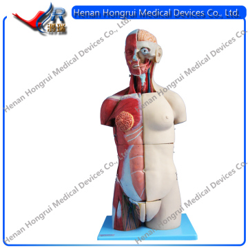 Human Muscle Anatomical Model ,Human Anatomy Torso Model