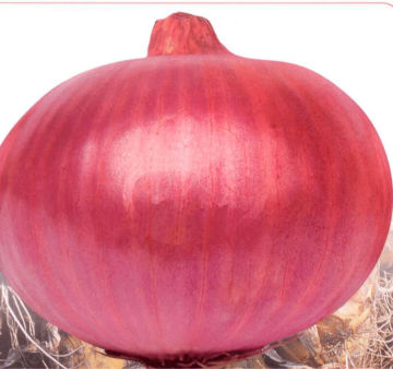 Best F1 hybrid onion seeds for Growing