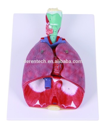 Human Respiratory System Model