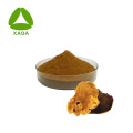 Phellinus linteus polysaccharide 30% de Sanghuang Extrait