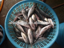 frozen round scad mackerel
