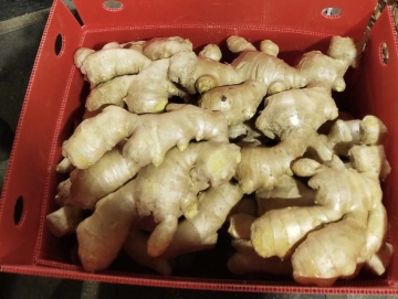 Fresh Vegetables Air Dry Ginger