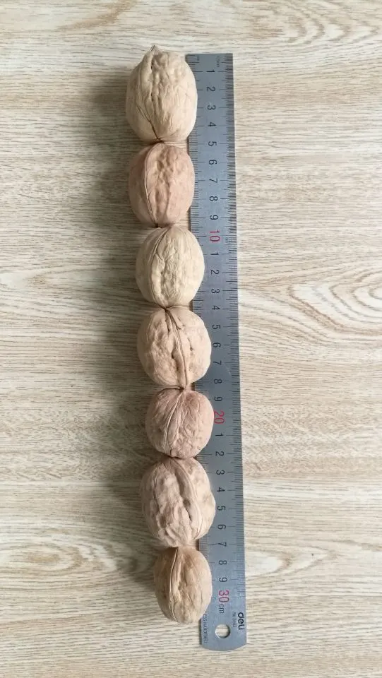 New Harvested High Quality Walnut in Shell