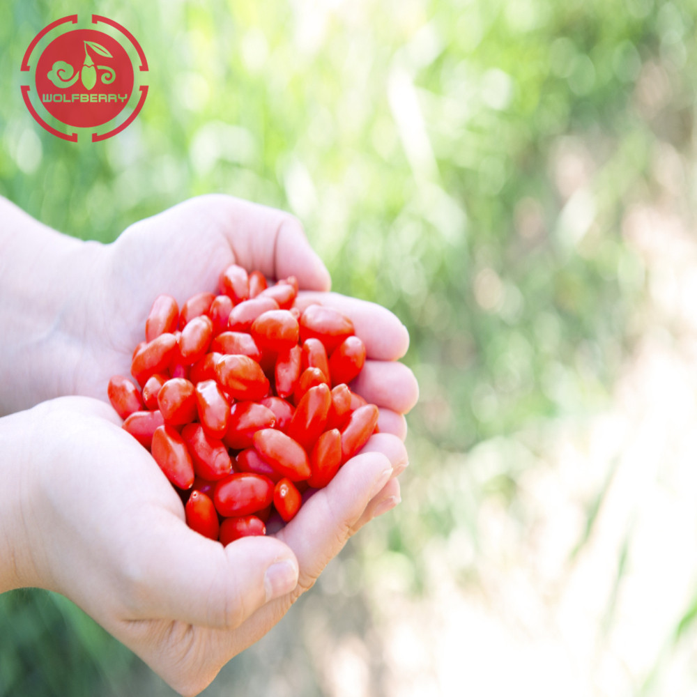 Neue Ernte-GMP-Fabrik Niedrige Pestizide Goji-Beeren