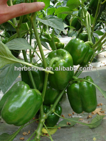 F1 Hybrid Sweet Pepper seeds