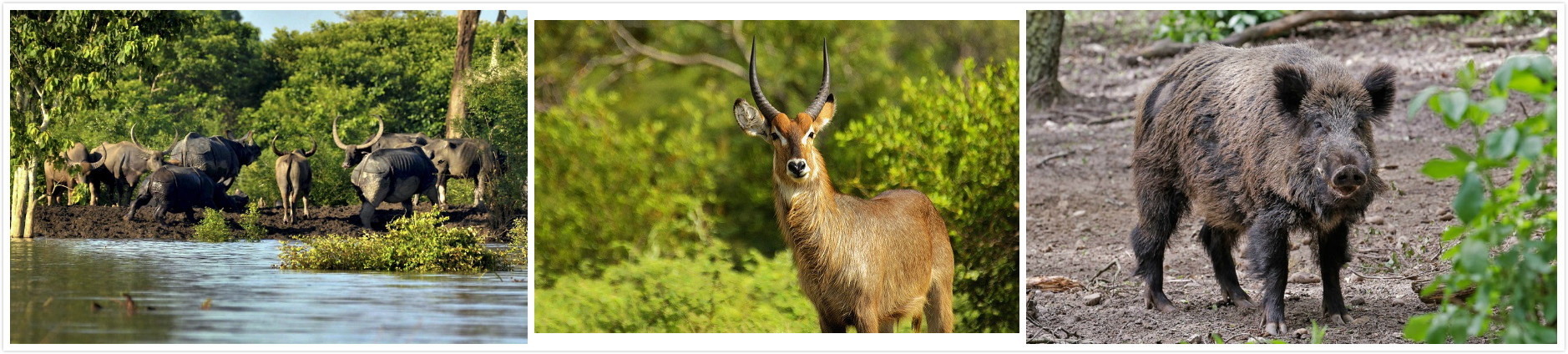 Wild life experience