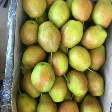 fresh su pears new crop