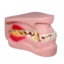 Life-Size Dog Teeth Anatomical Model