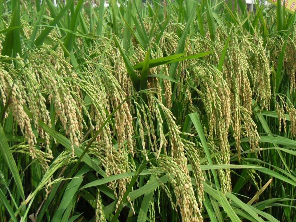 Rice Seed