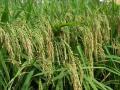 Υψηλής ποιότητας χαμηλής τιμής ρύζι paddy σπόρος
