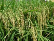 High-Quality Low priced Rice paddy seed