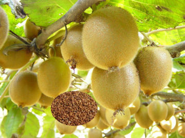 Hybrid F1 High Yield kiwi fruit Seeds For cultivating